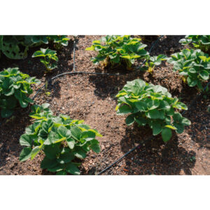 GEKA Drip Set Bewässerung Gemüse-/Blumenbeet, 6 mm – Bild 17